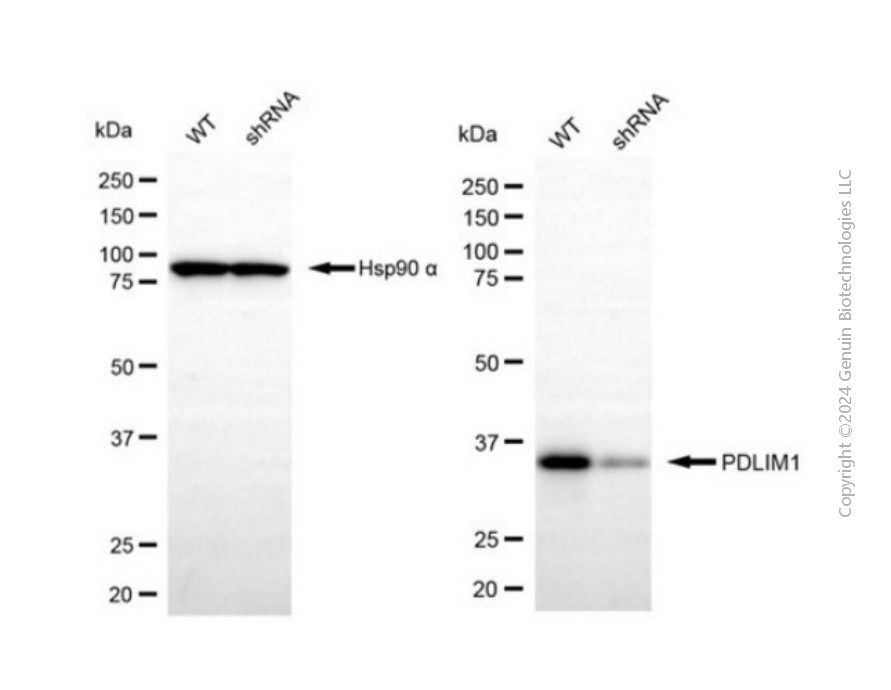 KD-Validated Anti-PDLIM1 Rabbit Polyclonal Antibody ABG2135