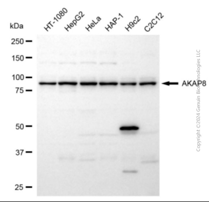KD-Validated Anti-AKAP8 Rabbit Polyclonal Antibody ABG2136