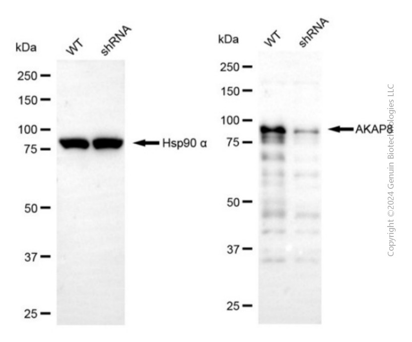 KD-Validated Anti-AKAP8 Rabbit Polyclonal Antibody ABG2136