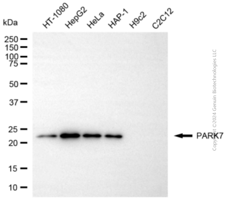 KD-Validated Anti-PARK7 Rabbit Polyclonal Antibody ABG2137