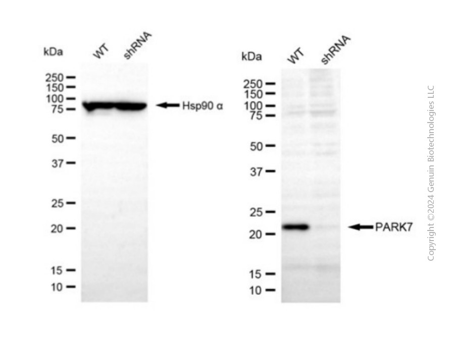 KD-Validated Anti-PARK7 Rabbit Polyclonal Antibody ABG2137