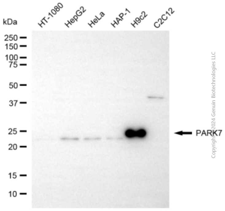 KD-Validated Anti-PARK7 Rabbit Polyclonal Antibody ABG2138