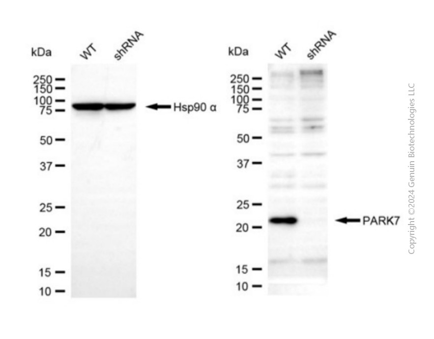 KD-Validated Anti-PARK7 Rabbit Polyclonal Antibody ABG2138