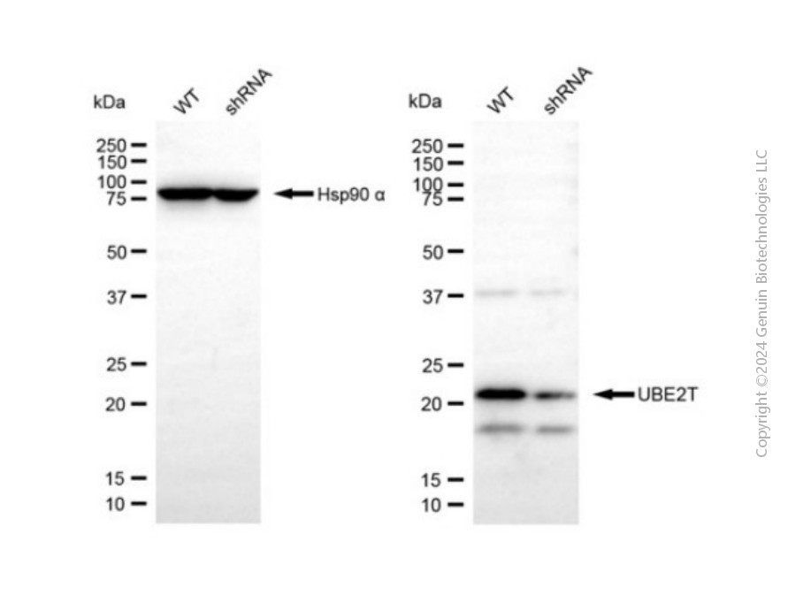 KD-Validated Anti-UBE2T Rabbit Polyclonal Antibody ABG2139