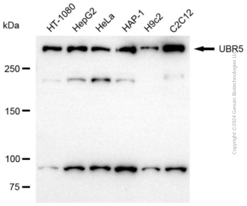 KD-Validated Anti-UBR5 Rabbit Polyclonal Antibody ABG2140