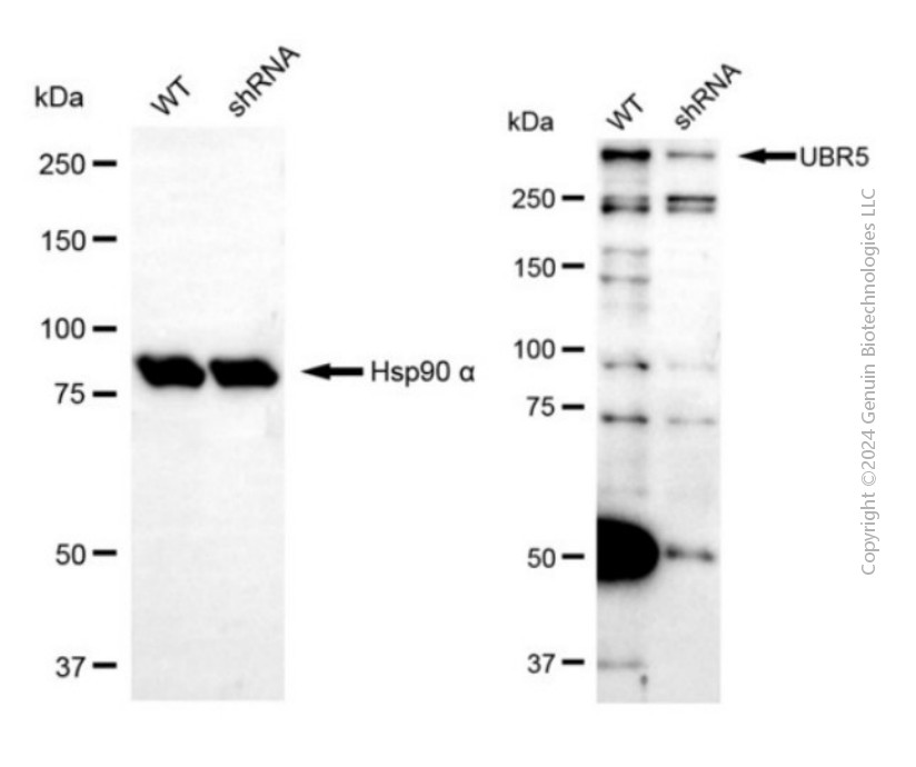 KD-Validated Anti-UBR5 Rabbit Polyclonal Antibody ABG2140
