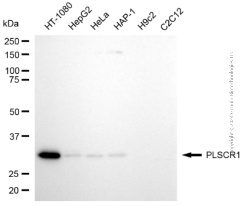 KD-Validated Anti-PLSCR1 Rabbit Polyclonal Antibody ABG2141