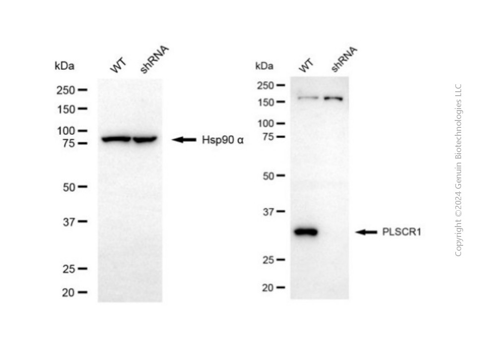 KD-Validated Anti-PLSCR1 Rabbit Polyclonal Antibody ABG2141