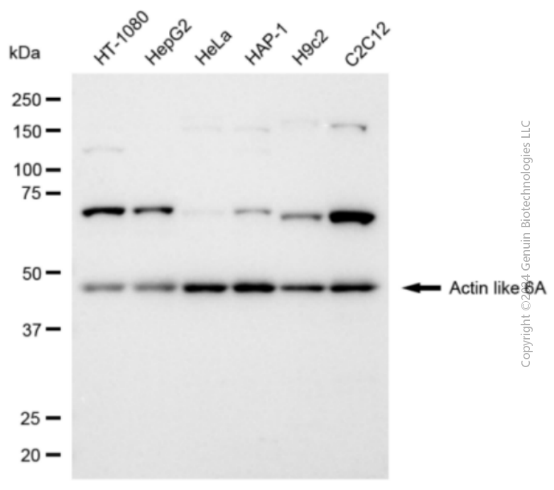 KD-Validated Anti-ACTL6A Rabbit Polyclonal Antibody ABG2143