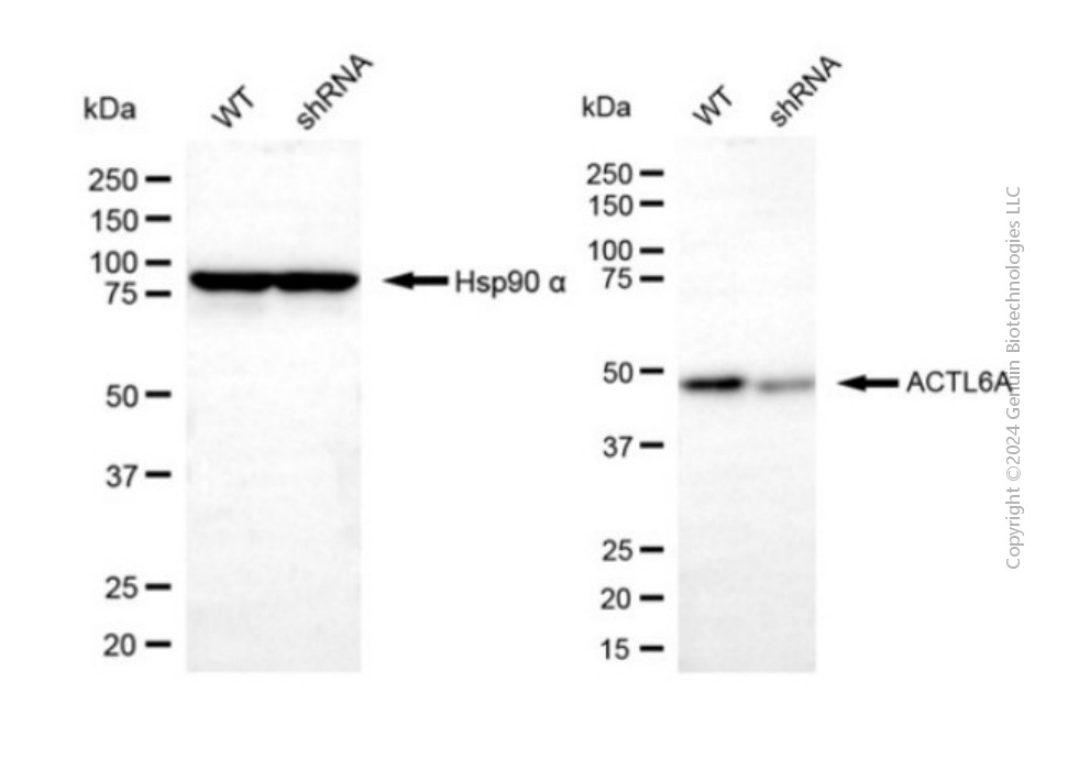 KD-Validated Anti-ACTL6A Rabbit Polyclonal Antibody ABG2143