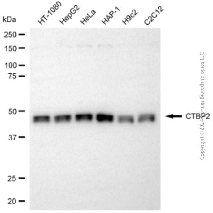 KD-Validated Anti-CTBP2 Rabbit Polyclonal Antibody ABG2144