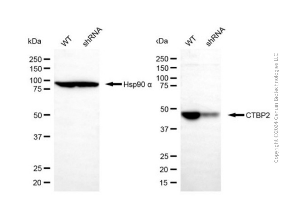 KD-Validated Anti-CTBP2 Rabbit Polyclonal Antibody ABG2144