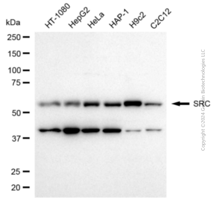 KD-Validated Anti-SRC Rabbit Polyclonal Antibody ABG2146