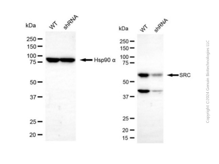 KD-Validated Anti-SRC Rabbit Polyclonal Antibody ABG2146