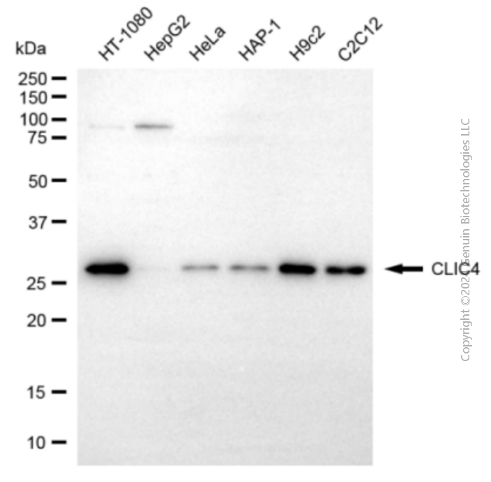 KD-Validated Anti-CLIC4 Rabbit Polyclonal Antibody ABG2147