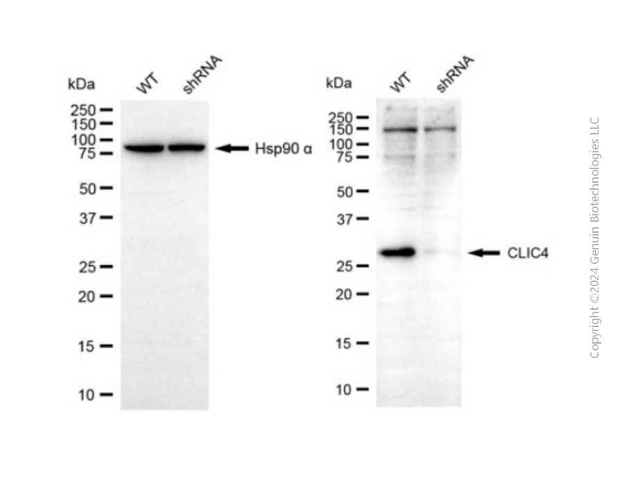 KD-Validated Anti-CLIC4 Rabbit Polyclonal Antibody ABG2147