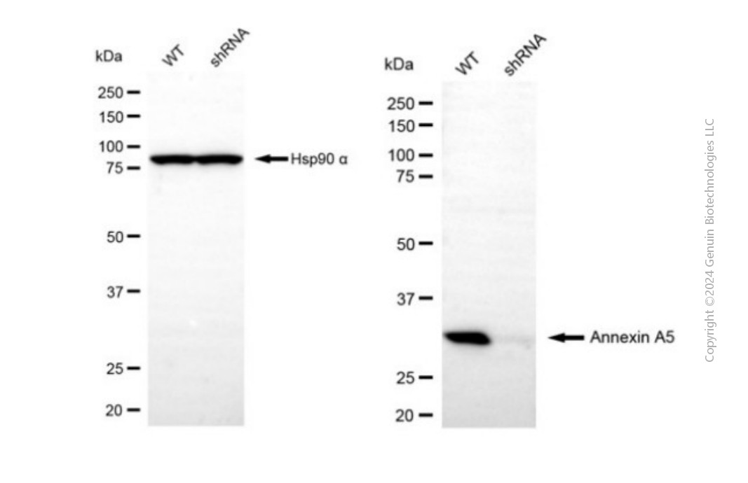 KD-Validated Anti-Annexin A5 Rabbit Polyclonal Antibody ABG2148
