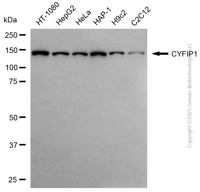 KD-Validated Anti-CYFIP1 Rabbit Polyclonal Antibody ABG2149