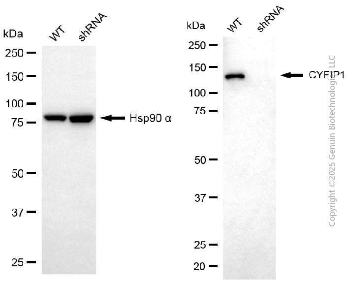 KD-Validated Anti-CYFIP1 Rabbit Polyclonal Antibody ABG2149