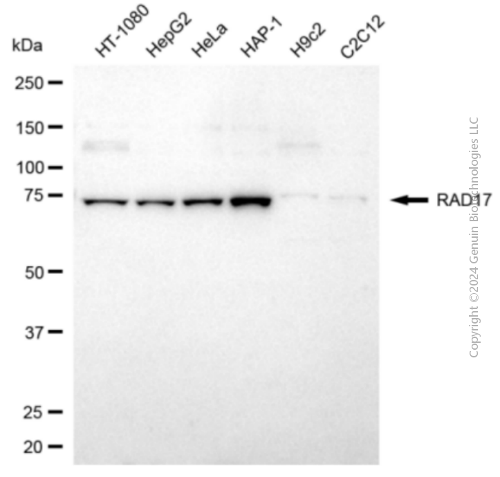 KD-Validated Anti-RAD17 Rabbit Polyclonal Antibody ABG2150