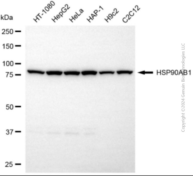 KD-Validated Anti-HSP90AB1 Rabbit Polyclonal Antibody ABG2151