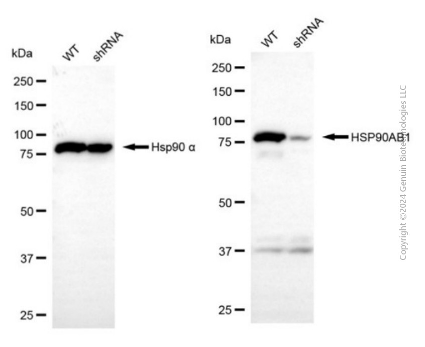 KD-Validated Anti-HSP90AB1 Rabbit Polyclonal Antibody ABG2151