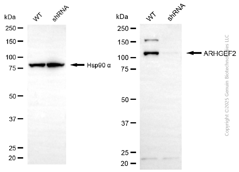 KD-Validated Anti-ARHGEF2 Rabbit Polyclonal Antibody ABG2152