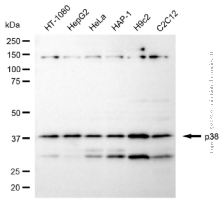 KD-Validated Anti-MAPK14 Rabbit Polyclonal Antibody ABG2153
