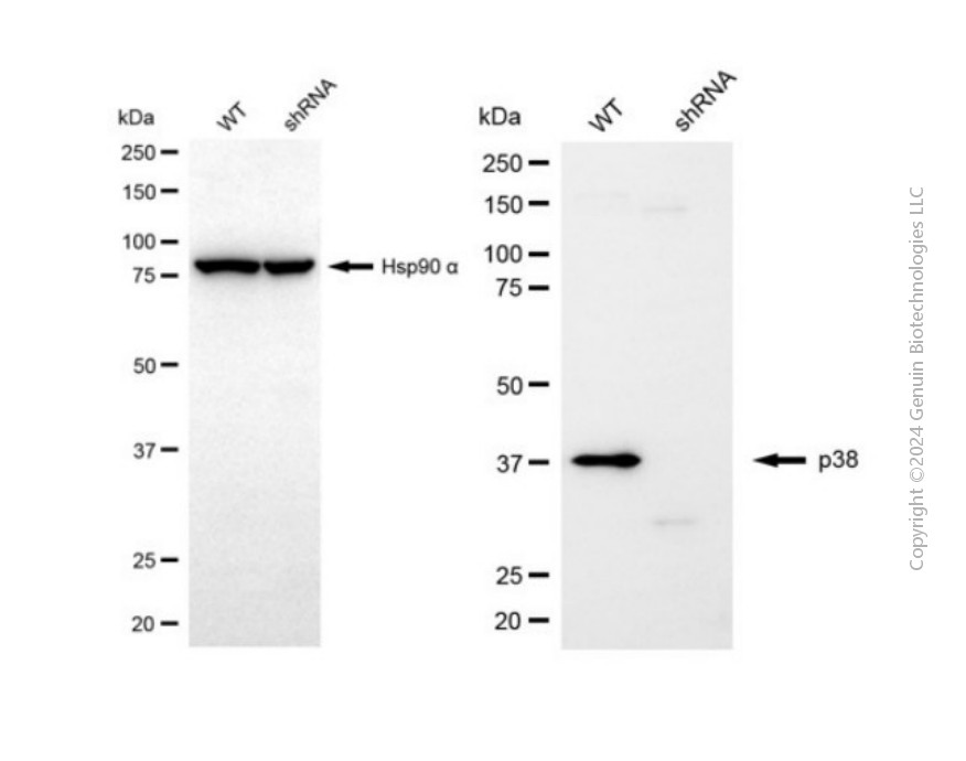 KD-Validated Anti-MAPK14 Rabbit Polyclonal Antibody ABG2153