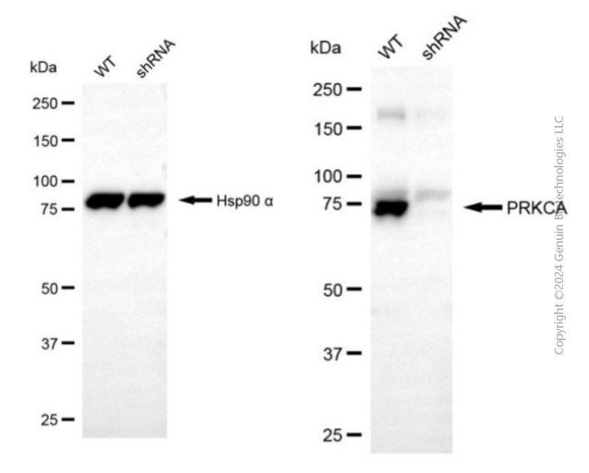 KD-Validated Anti-PRKCA Rabbit Polyclonal Antibody ABG2154