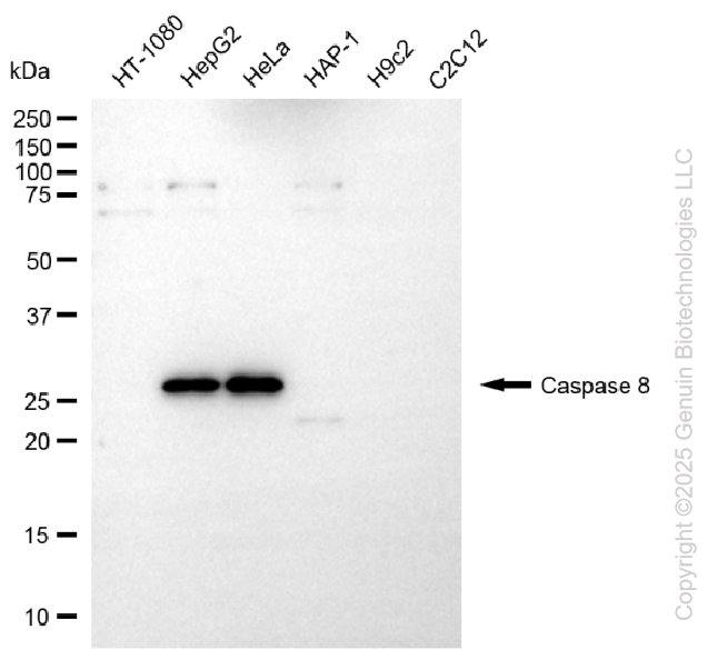 KD-Validated Anti-Cleaved-Caspase 8 Rabbit Polyclonal Antibody ABG2156