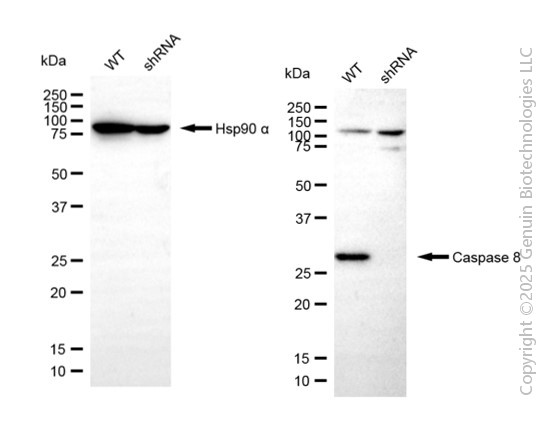 KD-Validated Anti-Cleaved-Caspase 8 Rabbit Polyclonal Antibody ABG2156
