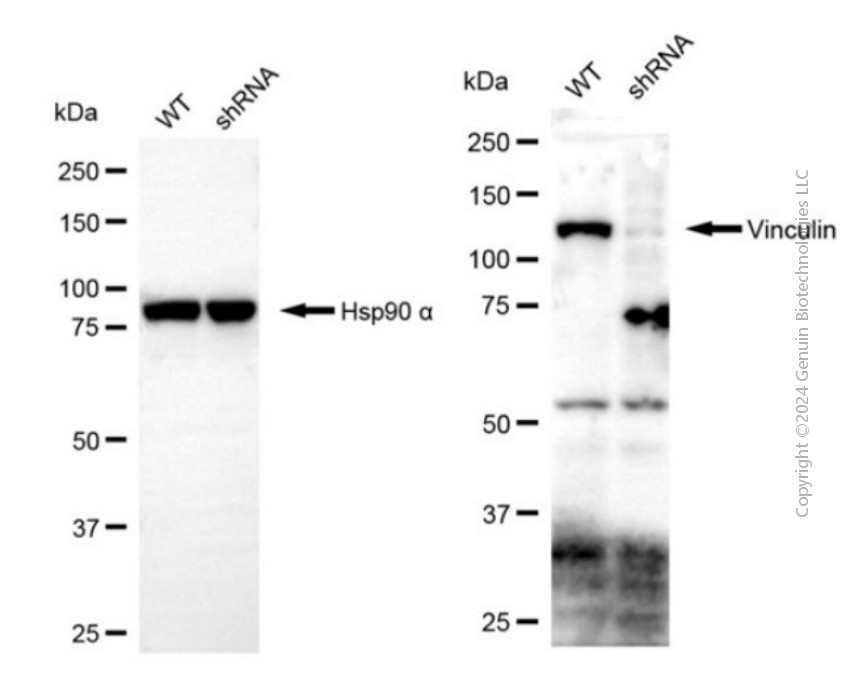 KD-Validated Anti-Vinculin Rabbit Polyclonal Antibody ABG2157