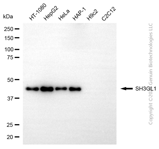 KD-Validated Anti-SH3GL1 Mouse Monoclonal Antibody ABG2158