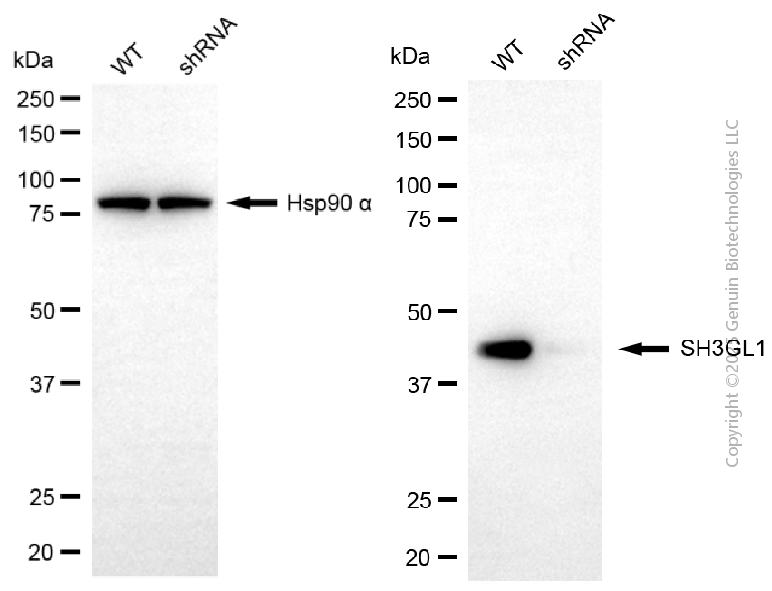 KD-Validated Anti-SH3GL1 Mouse Monoclonal Antibody ABG2158