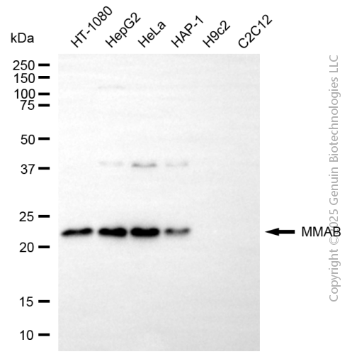 KD-Validated Anti-MMAB Mouse Monoclonal Antibody ABG2160
