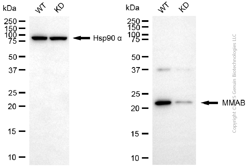 KD-Validated Anti-MMAB Mouse Monoclonal Antibody ABG2160