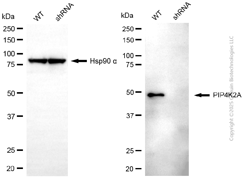 KD-Validated Anti-PIP4K2A Mouse Monoclonal Antibody ABG2161