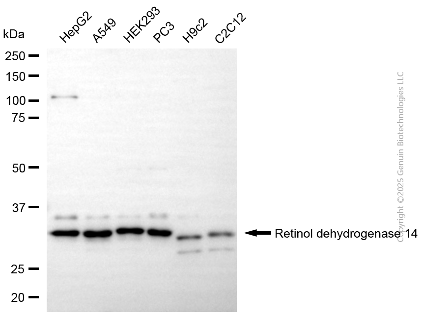 KD-Validated Anti-RDH14 Mouse Monoclonal Antibody ABG2162