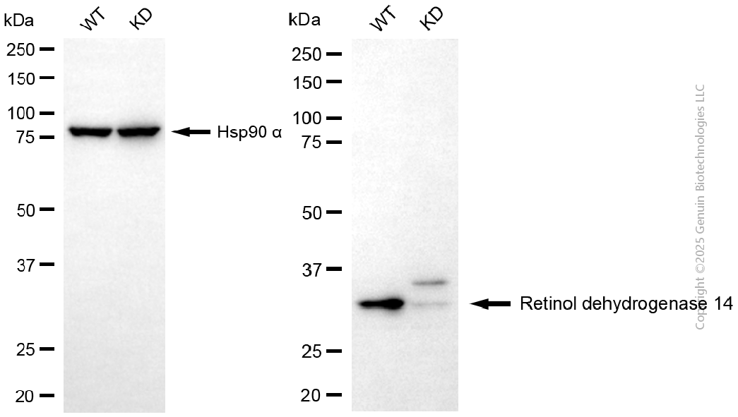 KD-Validated Anti-RDH14 Mouse Monoclonal Antibody ABG2162