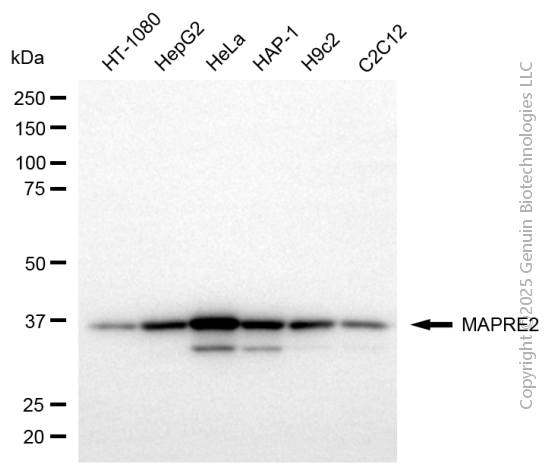 KD-Validated Anti-MAPRE2 Mouse Monoclonal Antibody ABG2163