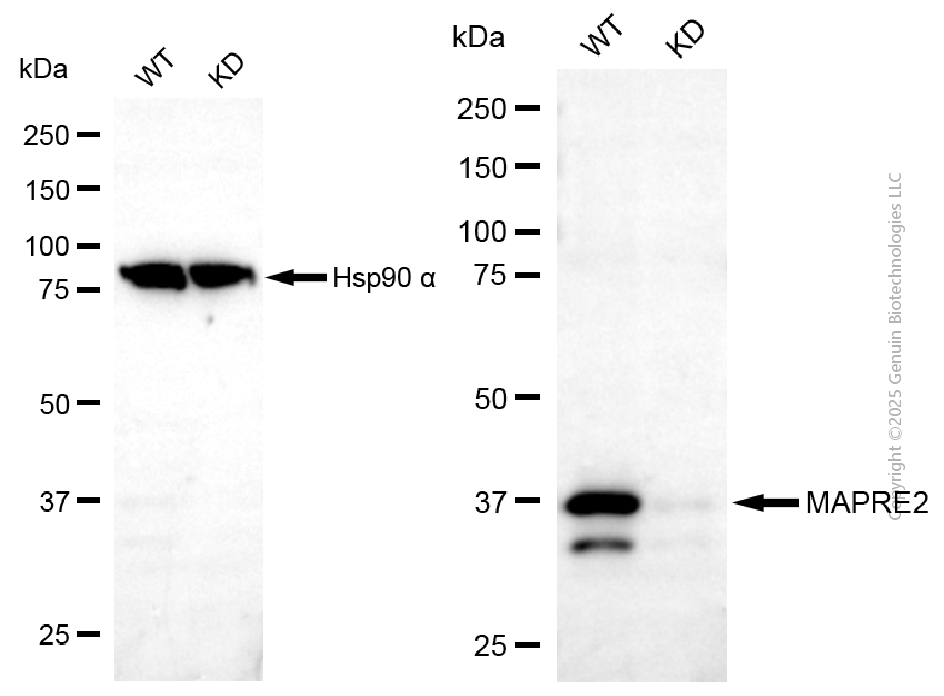 KD-Validated Anti-MAPRE2 Mouse Monoclonal Antibody ABG2163