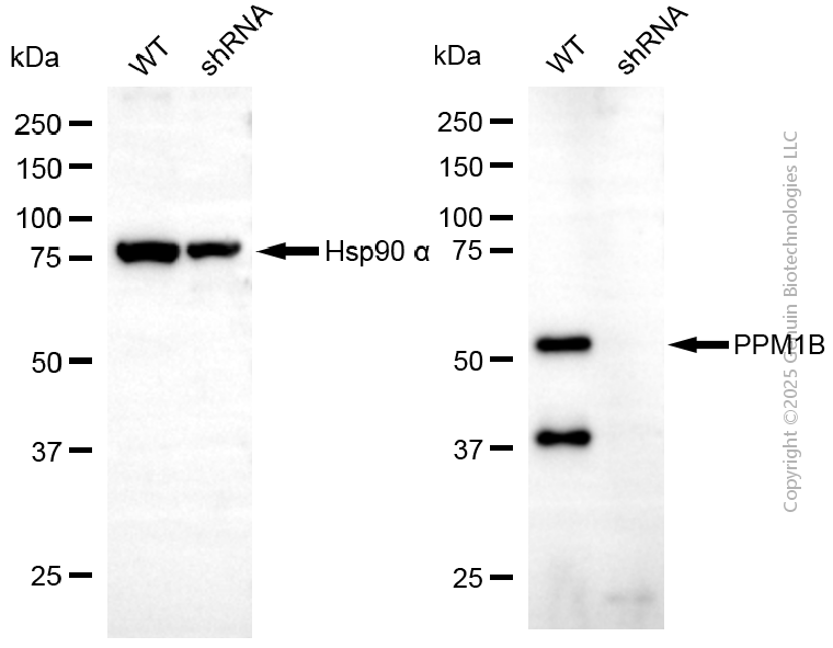 KD-Validated Anti-PPM1B Mouse Monoclonal Antibody ABG2164