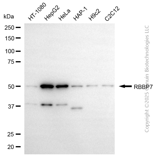 KD-Validated Anti-RBBP7 Mouse Monoclonal Antibody ABG2165