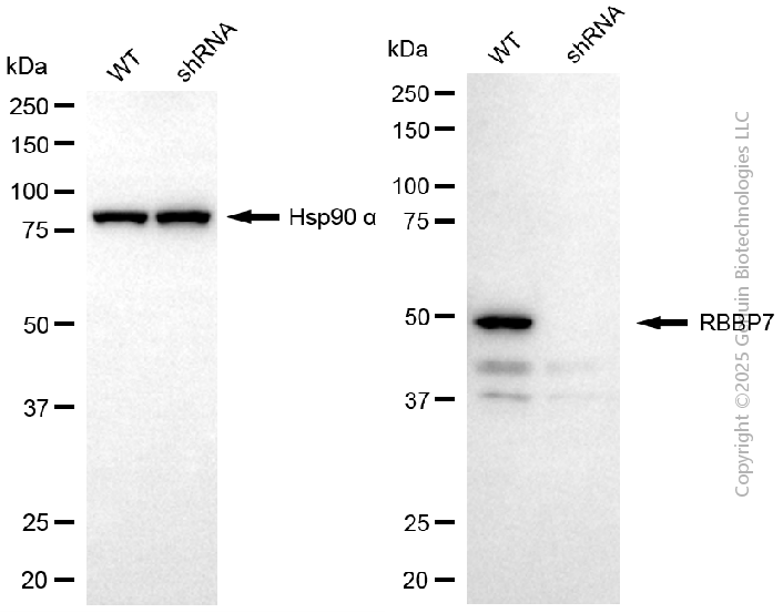 KD-Validated Anti-RBBP7 Mouse Monoclonal Antibody ABG2165