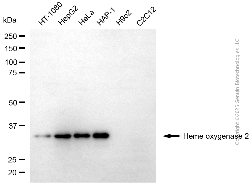 KD-Validated Anti-Heme Oxygenase 2 Mouse Monoclonal Antibody ABG2166