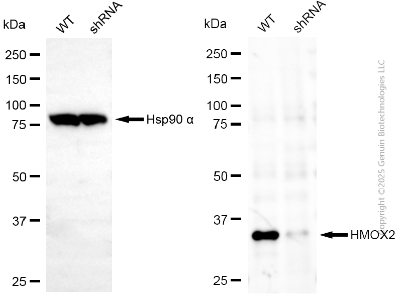 KD-Validated Anti-Heme Oxygenase 2 Mouse Monoclonal Antibody ABG2166