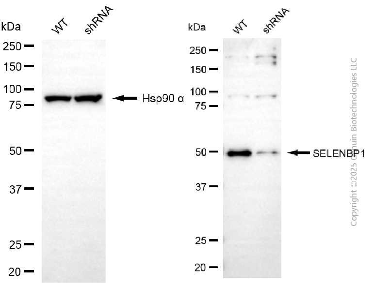 KD-Validated Anti-SELENBP1 Mouse Monoclonal Antibody ABG2167
