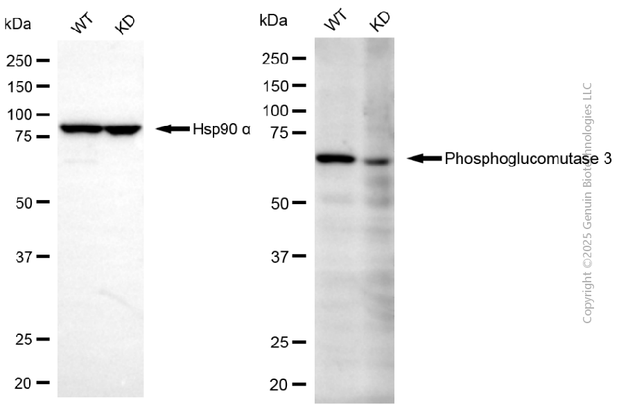KD-Validated Anti-Phosphoglucomutase 3 Mouse Monoclonal Antibody ABG2168
