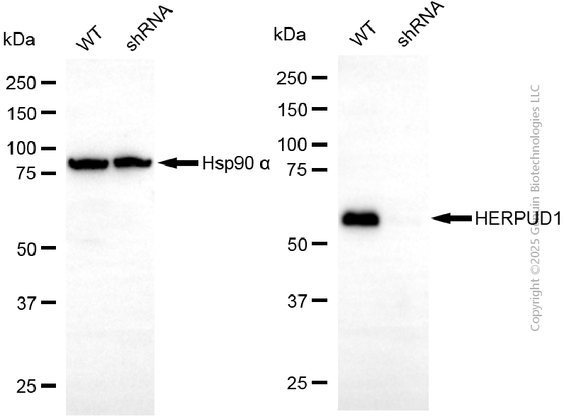 KD-Validated Anti-HERPUD1 Mouse Monoclonal Antibody ABG2169
